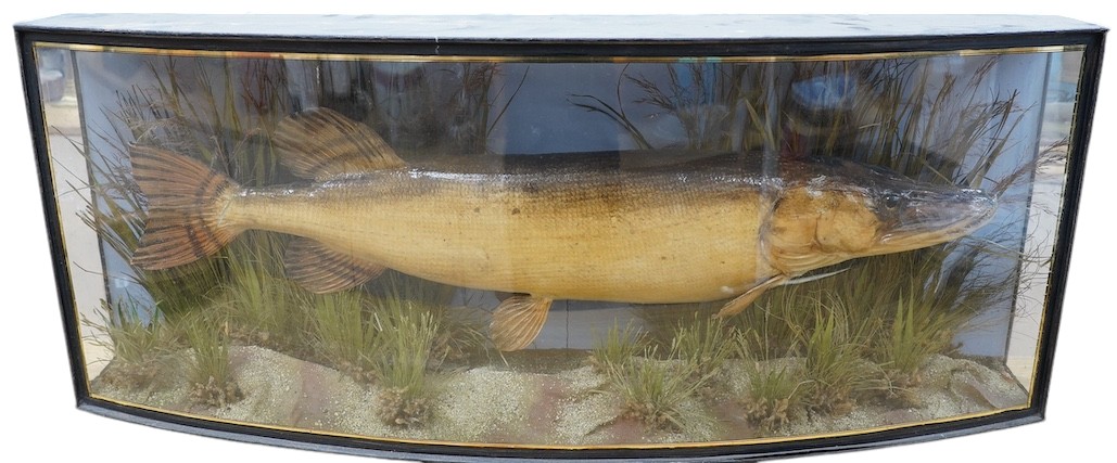 A J. Cooper & Sons taxidermy Pike in a bow fronted glazed case, 100cm. Condition - good